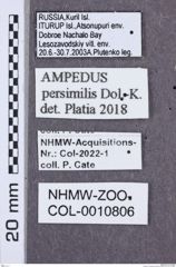 Etikette zu Ampedus persimilis (NHMW-ZOO-COL-0010806)